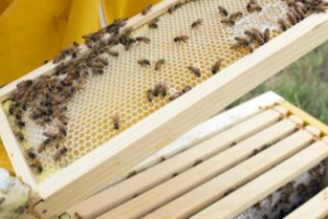 Ramki dla moich robią to sam